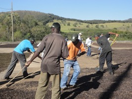 Curso de Pós-Colheita (Café)